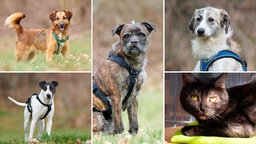 Eine Collage aus vier Hunden und einer Katze 