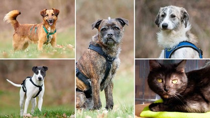 Eine Collage aus vier Hunden und einer Katze 