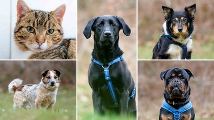 Eine Collage aus einer Katze und vier Hunden 