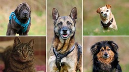 Eine Collage mit Bildern einer Katze und vier Hunden 
