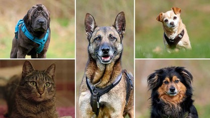 Eine Collage mit Bildern einer Katze und vier Hunden 