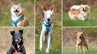Eine Collage aus fünf Hunden 
