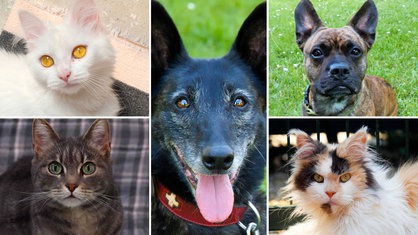 Eine Collage aus zwei Hunden und drei Katzen 