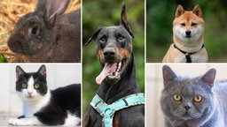 Eine Collage aus zwei Hunden, zwei Katzen und einem Kaninchen 