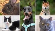 Eine Collage aus zwei Hunden, zwei Katzen und einem Kaninchen 