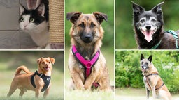 Eine Collage aus fünf Hunden und einer Katze 