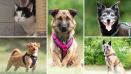 Eine Collage aus fünf Hunden und einer Katze 
