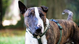 EIn braun-weißer Hund, mit einem langen spitzen Gesicht