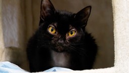 Nahaufnahme einer schwarzen Katze mit gelben Augen