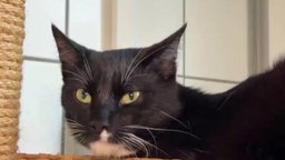 Kater mit schwarz-weißem Fell in Nahaufnahme 
