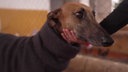 Ein brauner Hund in seitlichem Profil 