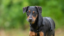 Hündin mit schwarz-braunem Fell in Nahaufnahme 