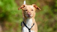 Schlanker Hund mit braun-weißem, mittellangen Fell in Nahaufnahme