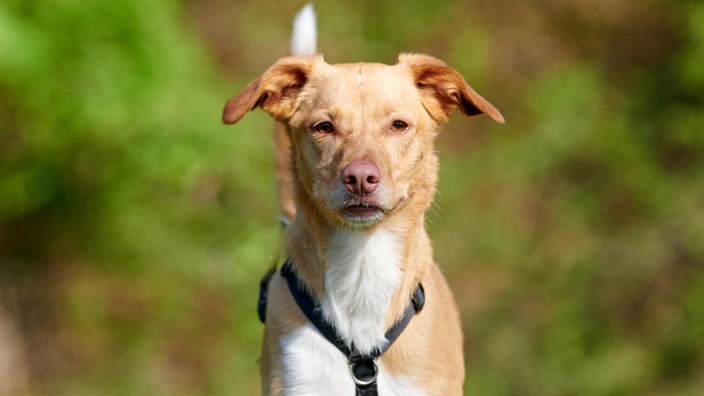Schlanker Hund mit braun-weißem, mittellangen Fell in Nahaufnahme