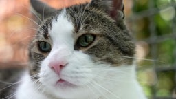 Weiß-brauer Kater in Nahaufnahme