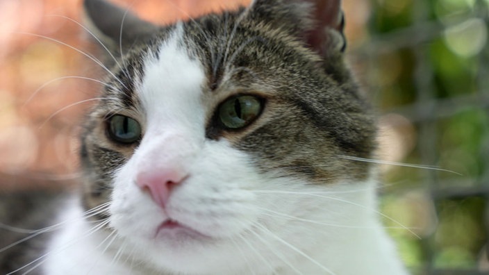 Weiß-brauer Kater in Nahaufnahme