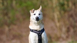 Hund mit beigefarbenem Fell und schwarzem Geschirr 