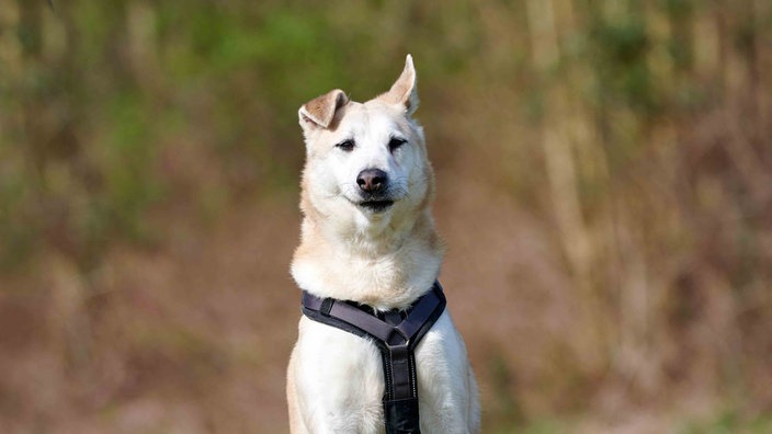 Hund mit beigefarbenem Fell und schwarzem Geschirr 