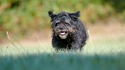 Kleiner Hund mit schwarzem wuscheligem Fell auf einer Wiese 
