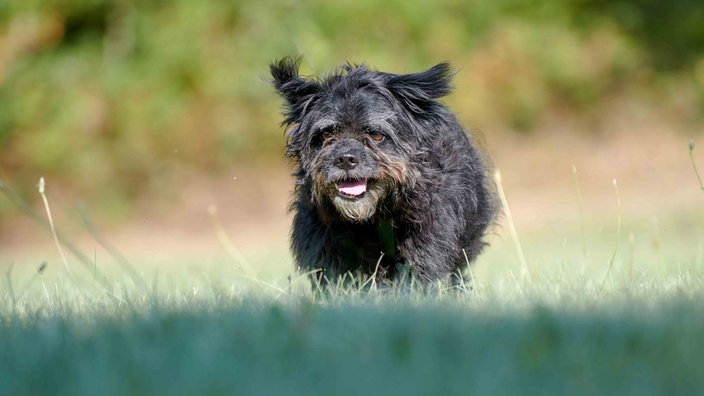 Kleiner Hund mit schwarzem wuscheligem Fell auf einer Wiese 