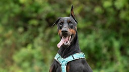 Hund mit schwarz-rotem Fell mit heraushängender Zunge in Nahaufnahme 