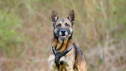 Hund mit schwarz-braunem Fell in Nahaufnahme  