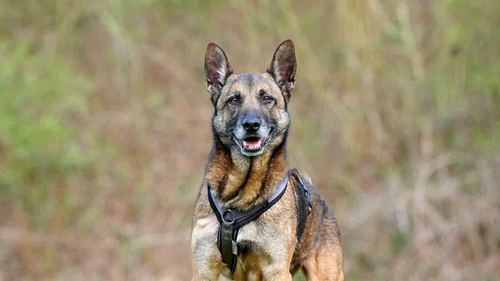 Hund mit schwarz-braunem Fell in Nahaufnahme  