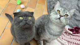 Eine dunkelgraue Katze sitzt neben einer hellgrau getigerten Katze
