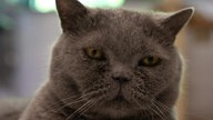 Kater mit dichtem grauen Fell in Nahaufnahme