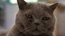Kater mit dichtem grauen Fell in Nahaufnahme