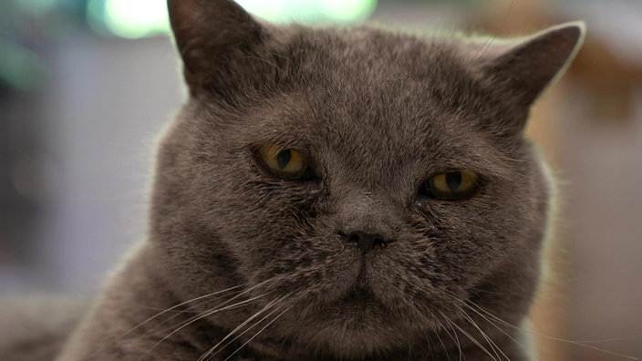 Kater mit dichtem grauen Fell in Nahaufnahme