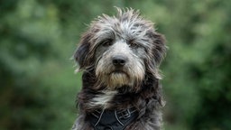 Hund mit wuscheligem grau-weißem Fell in Nahaufnahme  