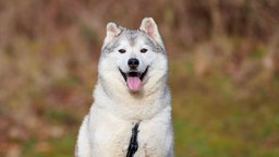 Hund mit weiß-grauem Fell schaut hechelnd in die Kamera 