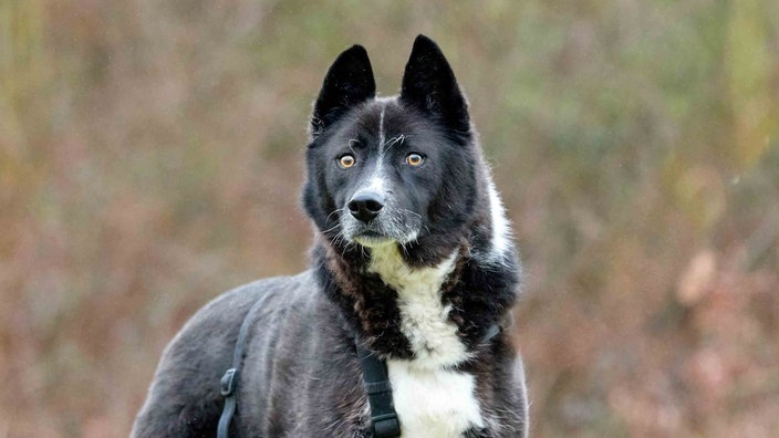 Hund mit schwarz-weißem Fell in Nahaufnahme 