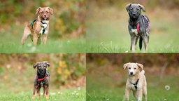 Eine Collage aus einem braunen, einem schwarzen, einem braunen und einem beigefarbenen Hund 