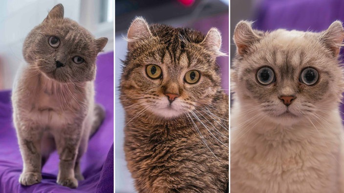 Bildcollage aus den Fotos von drei kleinen braun-grauen Katzen