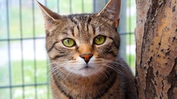 Kater mit getigertem Fell in Nahaufnahme  