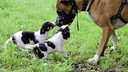 Zwei schwarz-weiße Welpen beschnuppern einen Hund mit Maulkorb 