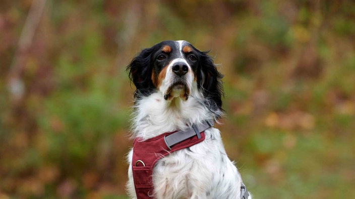 Hund mit langem tricolorfarbenem Fell und rotem Geschirr in Nahaufnahme 
