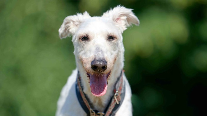 Hund mit weißem Fell hechelnd in Nahaufnahme 