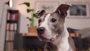 Ein grau-weißer Hund in Nahaufnahme 
