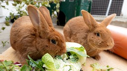 Zwei rote Kaninchen mümmeln nebeneinander einen grünen Salat 