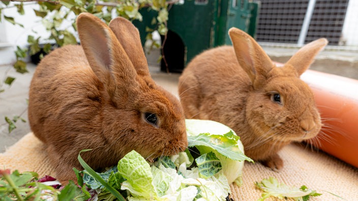 Zwei rote Kaninchen mümmeln nebeneinander einen grünen Salat 