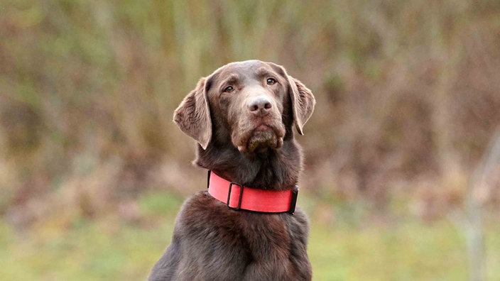 Hund mit braunem Fell und rotem Halsband in Nahaufnahme 