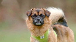 Hund mit hellbraun-schwarzem Fell in Nahaufnahme 