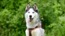 Hund mit grau-beigefarbenem Fell und eisblauen Augen hechelnd in Nahaufnahme 