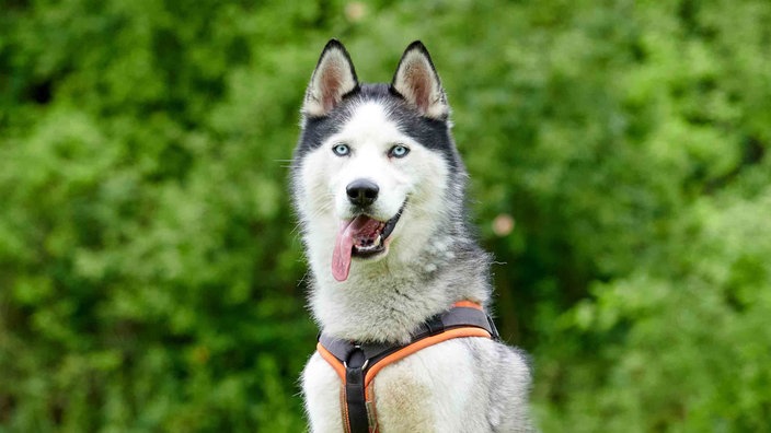 Hund mit grau-beigefarbenem Fell und eisblauen Augen hechelnd in Nahaufnahme 