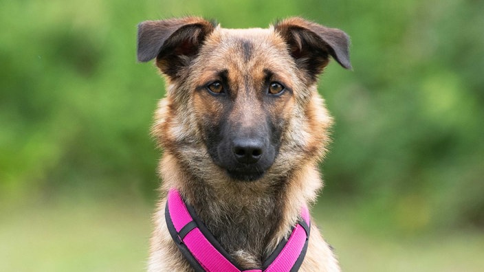 Hund mit beige-braunem Fell und pinkfarbenem Geschirr in Nahaufnahme 