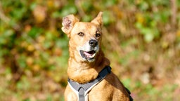 Nahaufnahme eines braunen Hundes