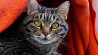 Katze mit getigertem Fell in Nahaufnahme 